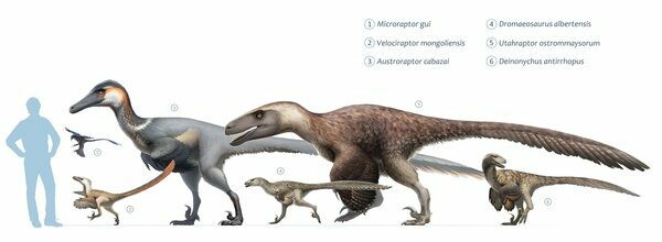 Size chart of different well known dromaeosaurs.  Image Credit: Fred Wierum 